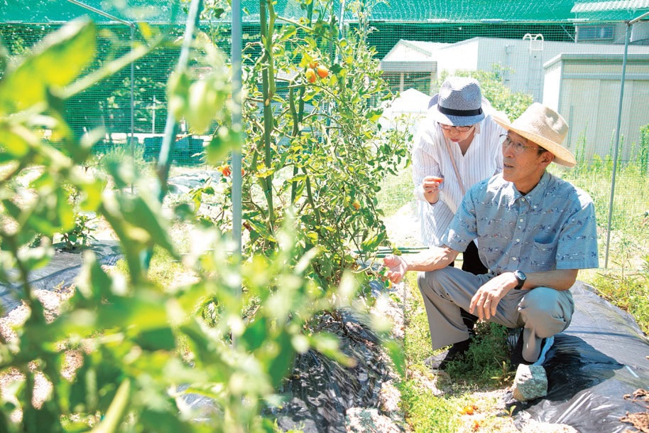 畑ではカボチャやミニトマトを栽培中／愛媛県今治市