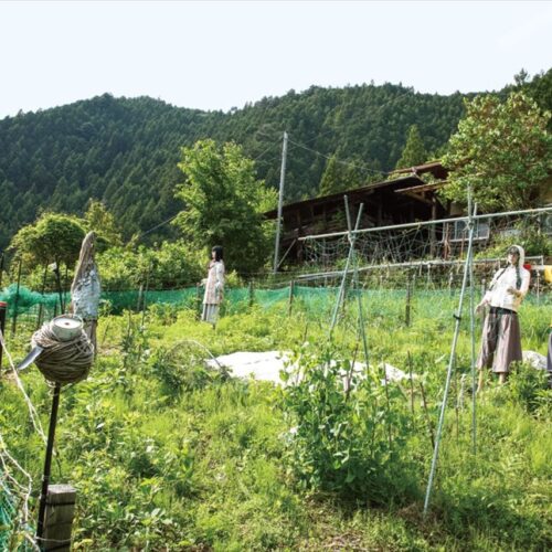 東京都檜原村のポツンと一軒家。家の裏の畑では、さまざまな野菜を栽培している