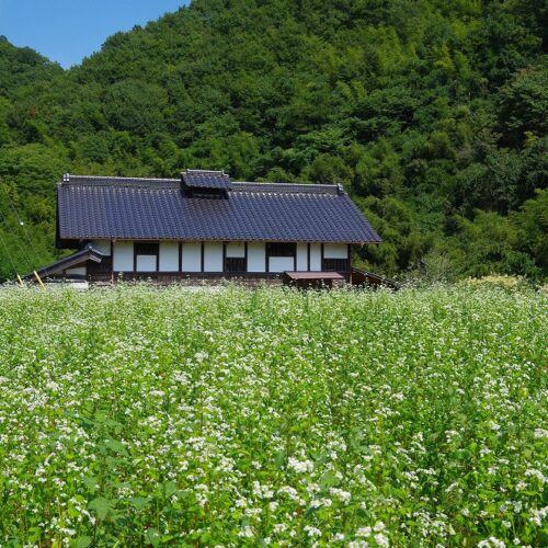 茨城県常陸太田市は、昼夜の気温差が大きい山地特有の気候と、傾斜地に拓かれた畑の水はけの良さを活かし、江戸時代から良質なそばの産地として知られています。特に、ブランド品種「常陸秋そば」の発祥の地として有名です。9月中旬の開花期には、市内の至る所で真っ白なそばの花が咲き誇る風景が見られます。