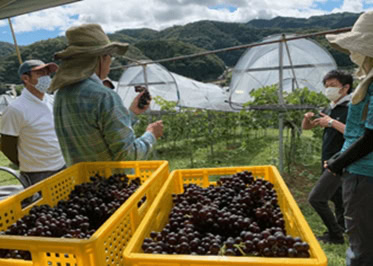 “くだもの王国”とも称される岡山県では、温暖な気候を生かし、古くからぶどうの生産を盛んに行っている