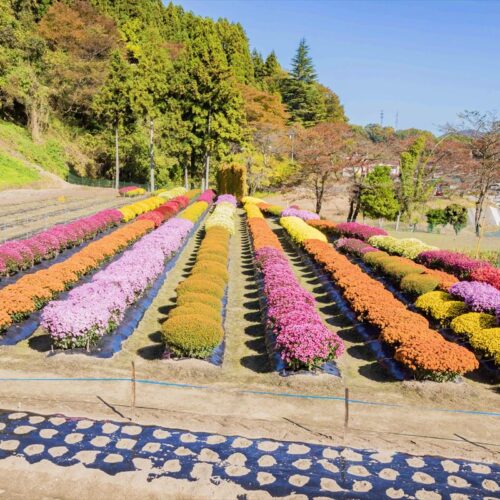 福島県川俣町の「大津ざる菊園」。秋にはざるのような丸い菊が一面に咲き誇ります