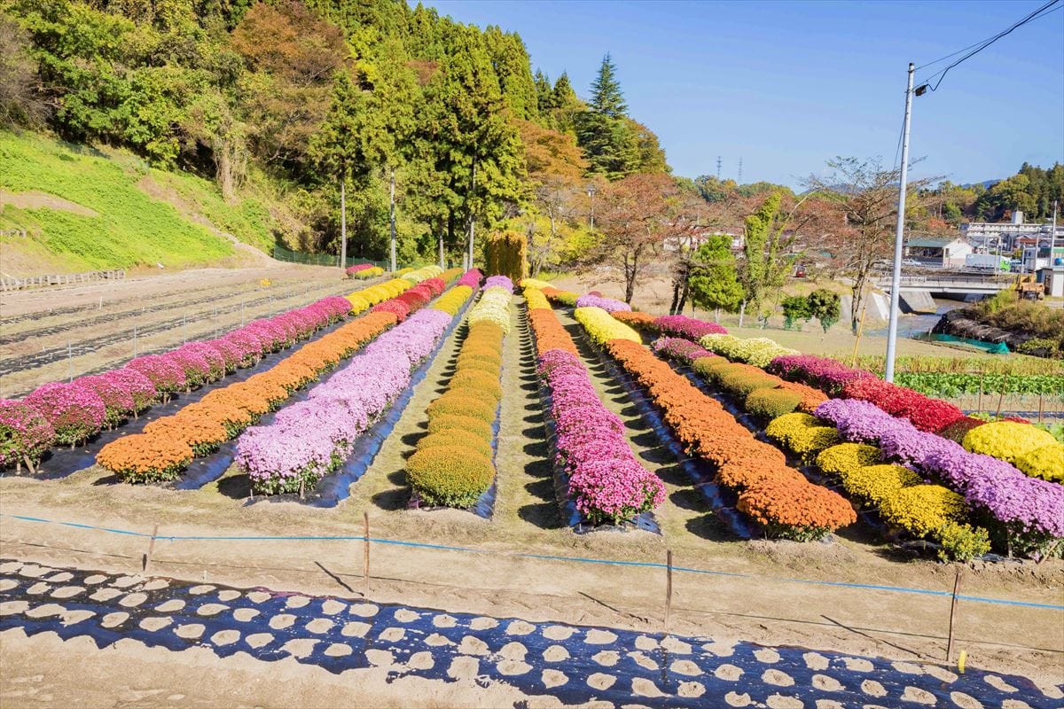 福島県川俣町の「大津ざる菊園」。秋にはざるのような丸い菊が一面に咲き誇ります