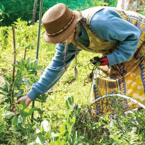 東京都檜原村のポツンと一軒家。裏の畑で野菜を収穫