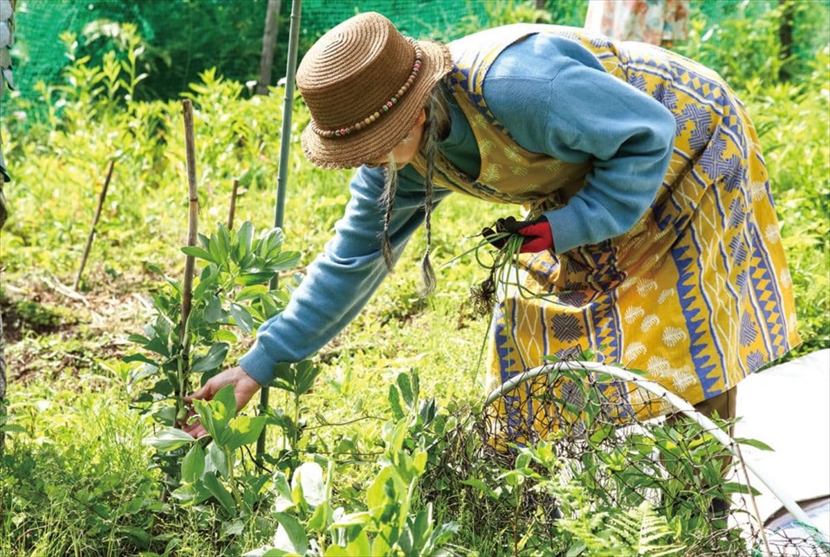 東京都檜原村のポツンと一軒家。裏の畑で野菜を収穫