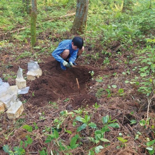 スギ林でのオオイチョウタケ植えには、長男の柊人（しゅうと）くんもお手伝い。