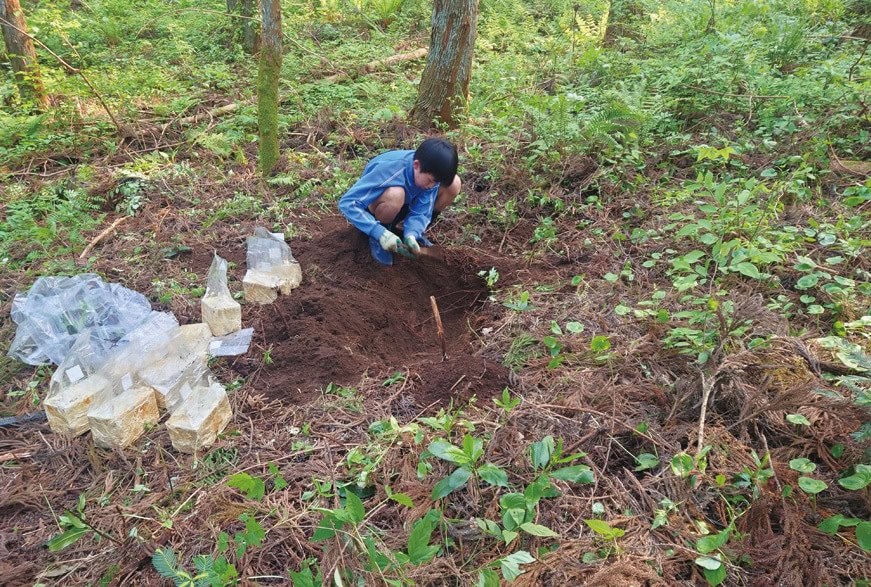 スギ林でのオオイチョウタケ植えには、長男の柊人（しゅうと）くんもお手伝い。