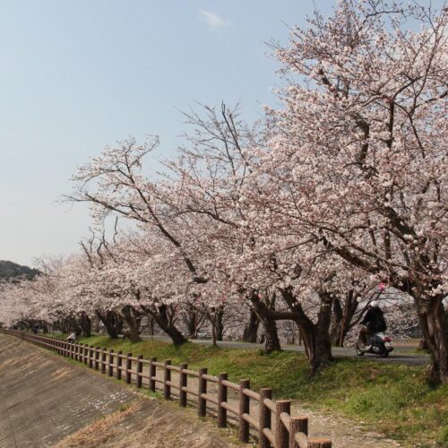 熊本県宇土市の立岡自然公園には約2,000本の桜があり、県内有数の桜の名所として有名です。