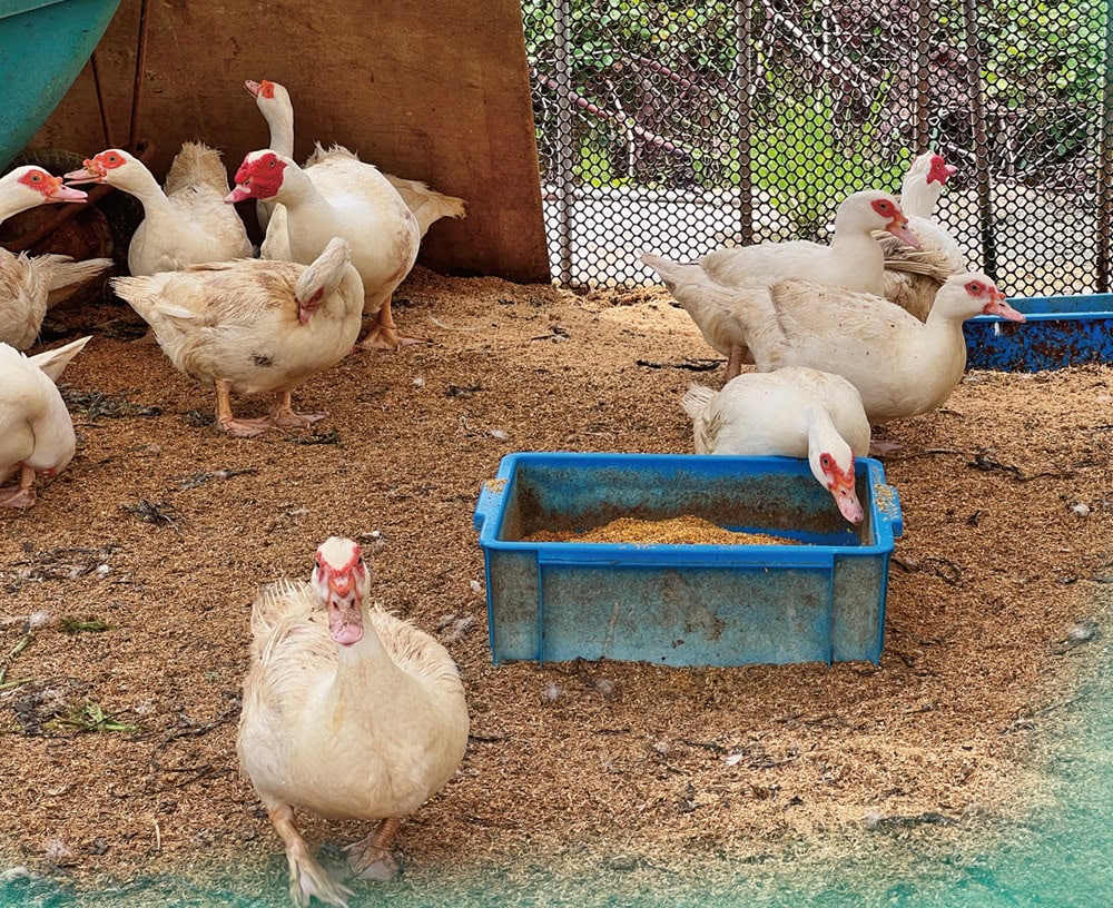 フランスでは高級食材として取り扱われるバルバリー種のフランス鴨。今では由利本荘市のふるさと納税でも好評／秋田県由利本荘市