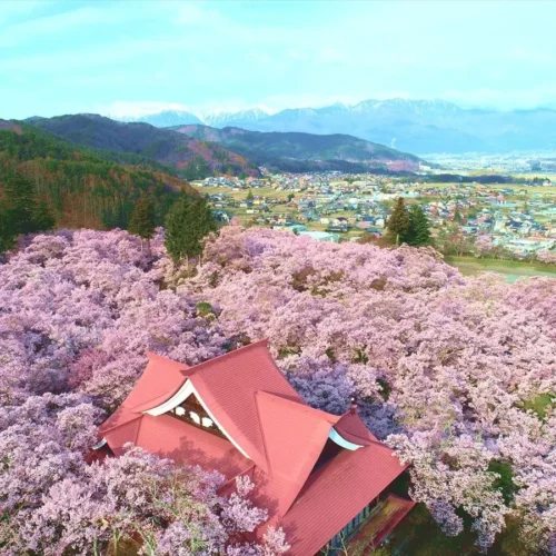 長野県伊那市の高遠城址公園は、 もとは戦国大名武田氏の高遠城がありましたが、明治4年（1871年）の廃藩置県で城が取り壊され、明治8年（1875年）に公園となりました。現在では桜の名所として全国的に有名で、4月には約1,500本のタカトオコヒガンザクラが、淡紅色で小ぶりの花を枝いっぱいにつけます。