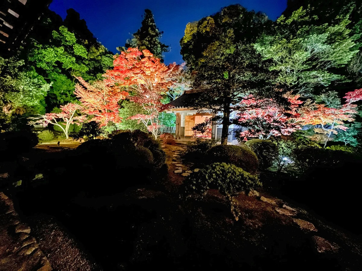 11月22日（金）から行われる「秋の夜間特別拝観」。いつもは見ることの出来ない暗闇の中の寺院に、鮮やかな紅葉がライトアップされ、幻想的な光景を作り出します。