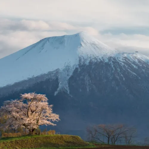 岩手県八幡平市には、岩手山と桜が織り成す美しい景色が楽しめるスポットが多くあります。特に、八幡平市野駄地内にある「為内の一本桜」は、文化的な重要性も高く、地域の象徴として位置づけられています。映画のロケ地としても利用されており、観光客にも人気です。