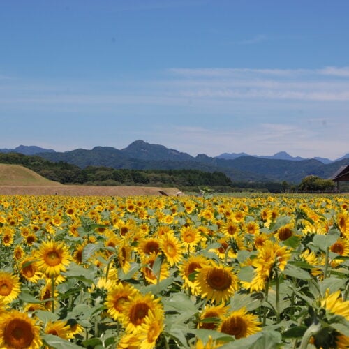 宮崎県西都市の西都原古墳群は、日本最大級の古墳群の一つ。春には桜と菜の花、夏にはひまわり、秋にはコスモスと、四季折々の花が一面に咲き誇り、歴史と自然が織り成す美しい風景が訪れる人々を魅了します。