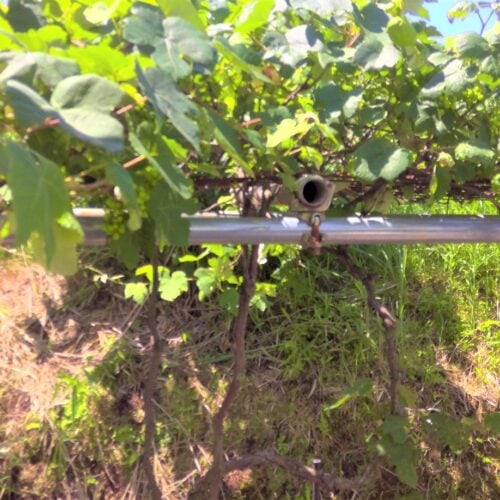 鹿児島県肝付町の物件は敷地内に、ブドウの木が植えられています。田舎暮らしの醍醐味、果樹栽培を楽しむことができます。　　　　