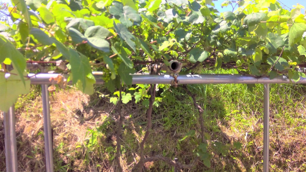 鹿児島県肝付町の物件は敷地内に、ブドウの木が植えられています。田舎暮らしの醍醐味、果樹栽培を楽しむことができます。　　　　