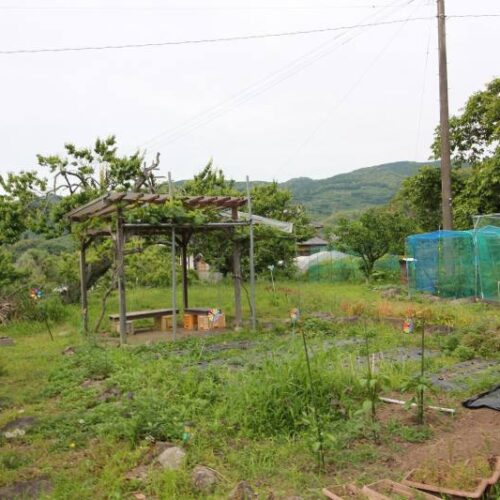 熊本県宇土市の物件は果樹園（梅、プラム、レモン、桑の実、ブルーベリー、柿、ブドウ）があります。月1回程度手入れがされていたため整備されています。