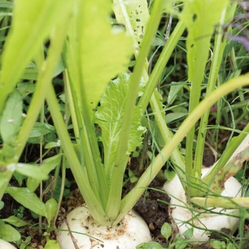 小さな畑で多品種、多収量！自然菜園でプチ自給 ／早めの収穫がみずみずしくおいしいカブを味わうポイント【第6回】