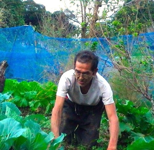 テレビから野菜が高い、もっと食べたいけれど・・・という声がしきりと聞こえる。気候変動は今後、人間の食生活を変えるかも知れない。