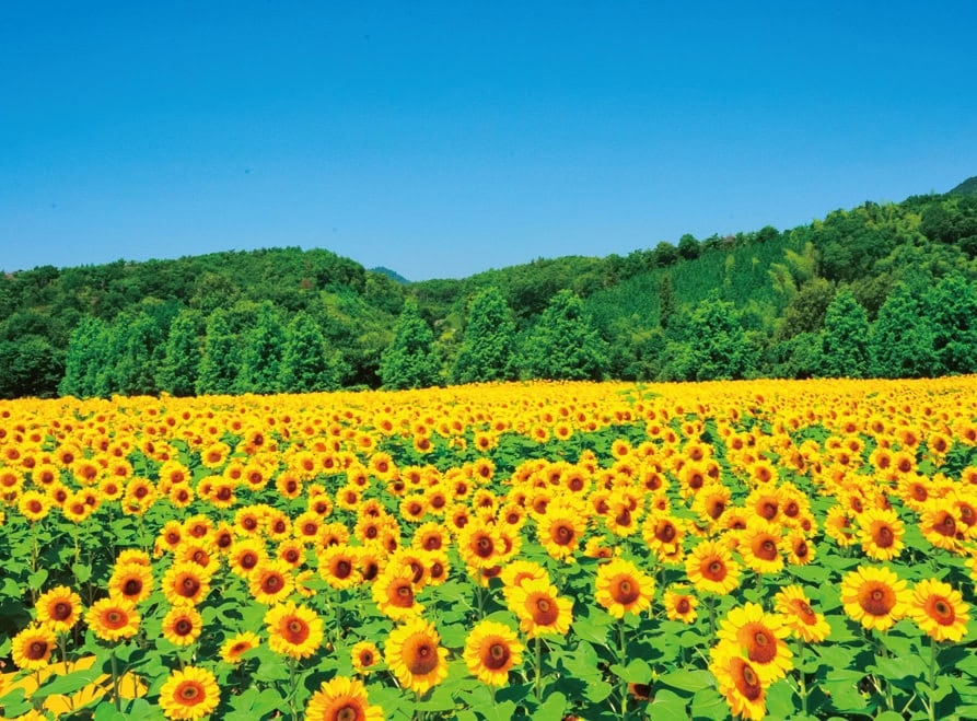 四季折々の花で彩られる世羅町の世羅高原農場。夏には約110万本のヒマワリが咲く圧巻の風景が広がる。