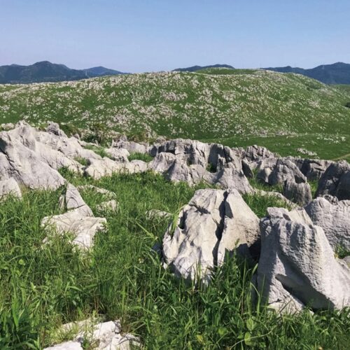 草原に白い石灰岩が顔を出す秋吉台のカルスト台地。特別天然記念物に指定されている。