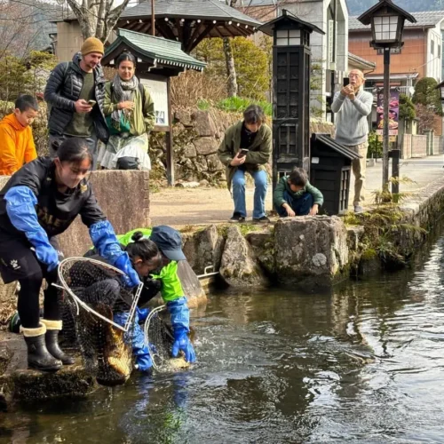 飛騨市の人気スポット「瀬戸川と白壁土蔵街」の鯉の引っ越し