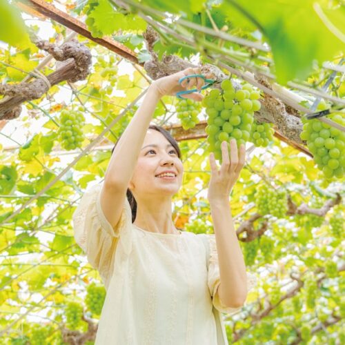 「くだもの王国」岡山県では、ブドウ、モモ、イチゴなどのフルーツ狩りが楽しめる