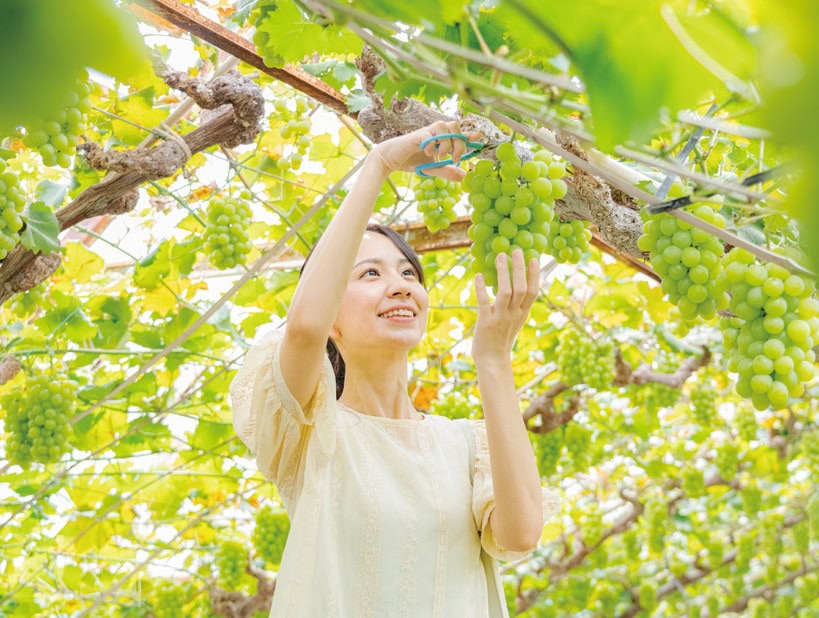 「くだもの王国」岡山県では、ブドウ、モモ、イチゴなどのフルーツ狩りが楽しめる