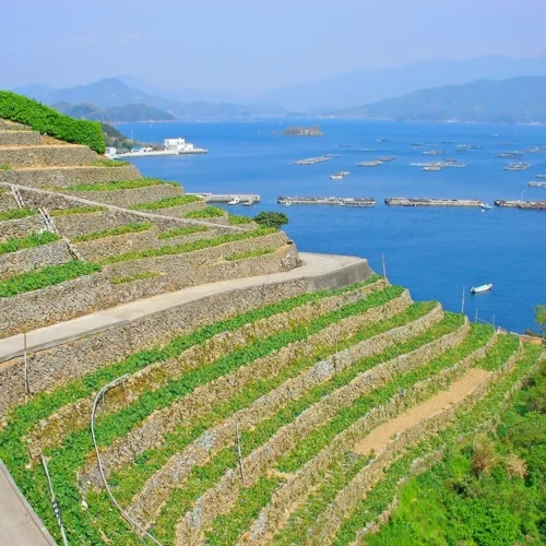 愛媛県宇和島市の物件の遊子水荷浦（ゆすみずがうら）には、日本の美しい農村風景が広がる段畑があります。段々と連なる石垣の畑が山肌を彩り、まるで絵画のような風景は、国の「重要文化的景観」や「美しい日本のむら景観百選」に選定されています。春から夏にかけては、緑豊かな作物と青い空が織りなす美しいコントラストが楽しめます。