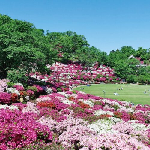 つつじまつり（福井県鯖江市）