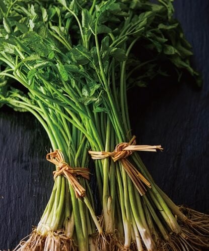 宮城県の在来野菜せり。生産量は全国でもトップクラス