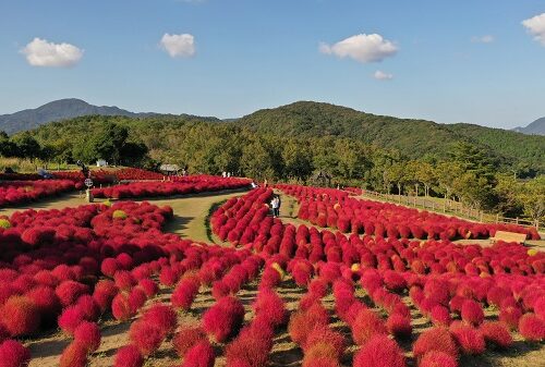 大分県杵築市にある農業文化公園「るるパーク」