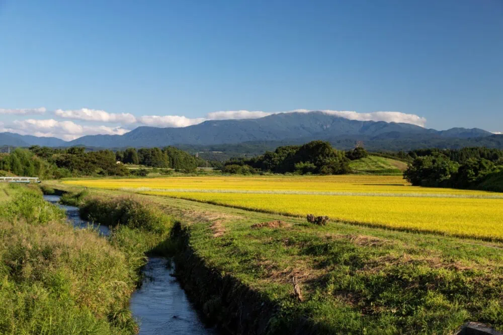 山形県鶴岡市の庄内平野