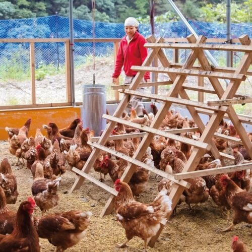 和歌山県田辺市龍神村の「とりとんファーム」。平飼いだから、ニワトリが元気に動きまわっている