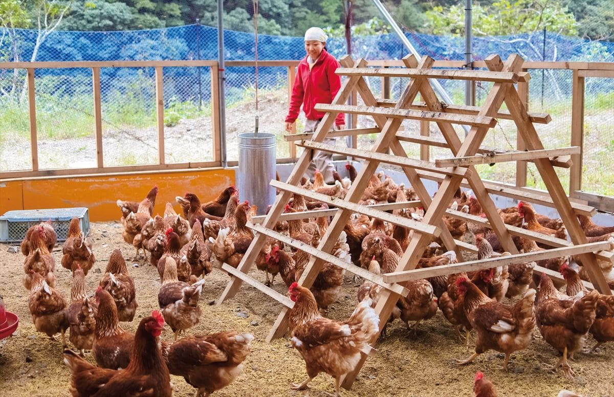 和歌山県田辺市龍神村の「とりとんファーム」。平飼いだから、ニワトリが元気に動きまわっている