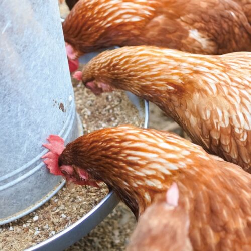 和歌山県田辺市龍神村の「とりとんファーム」。発酵飼料は、ニワトリも喜んで食べてくれる