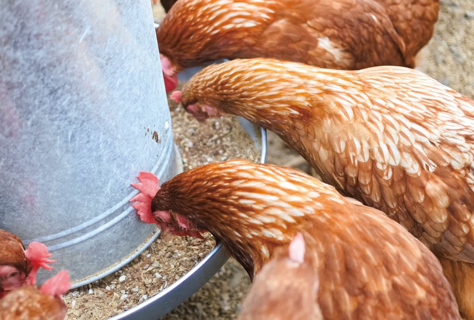 和歌山県田辺市龍神村の「とりとんファーム」。発酵飼料は、ニワトリも喜んで食べてくれる