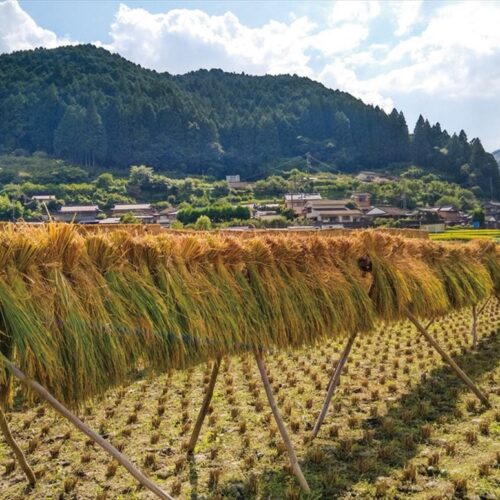 和歌山県田辺市龍神村の「とりとんファーム」では、養鶏だけでなく昔ながらの方法で米も栽培