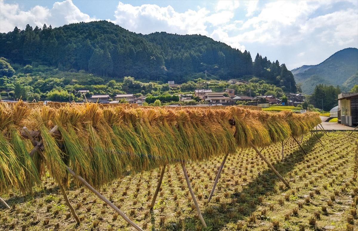 和歌山県田辺市龍神村の「とりとんファーム」では、養鶏だけでなく昔ながらの方法で米も栽培