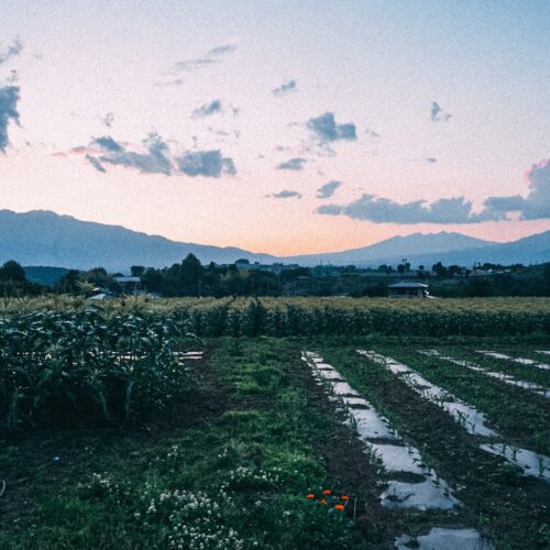 「畑から見える景色が好きです。甲府盆地の奥に、八ヶ岳や北岳などの山々が綺麗に見えるんですよ」