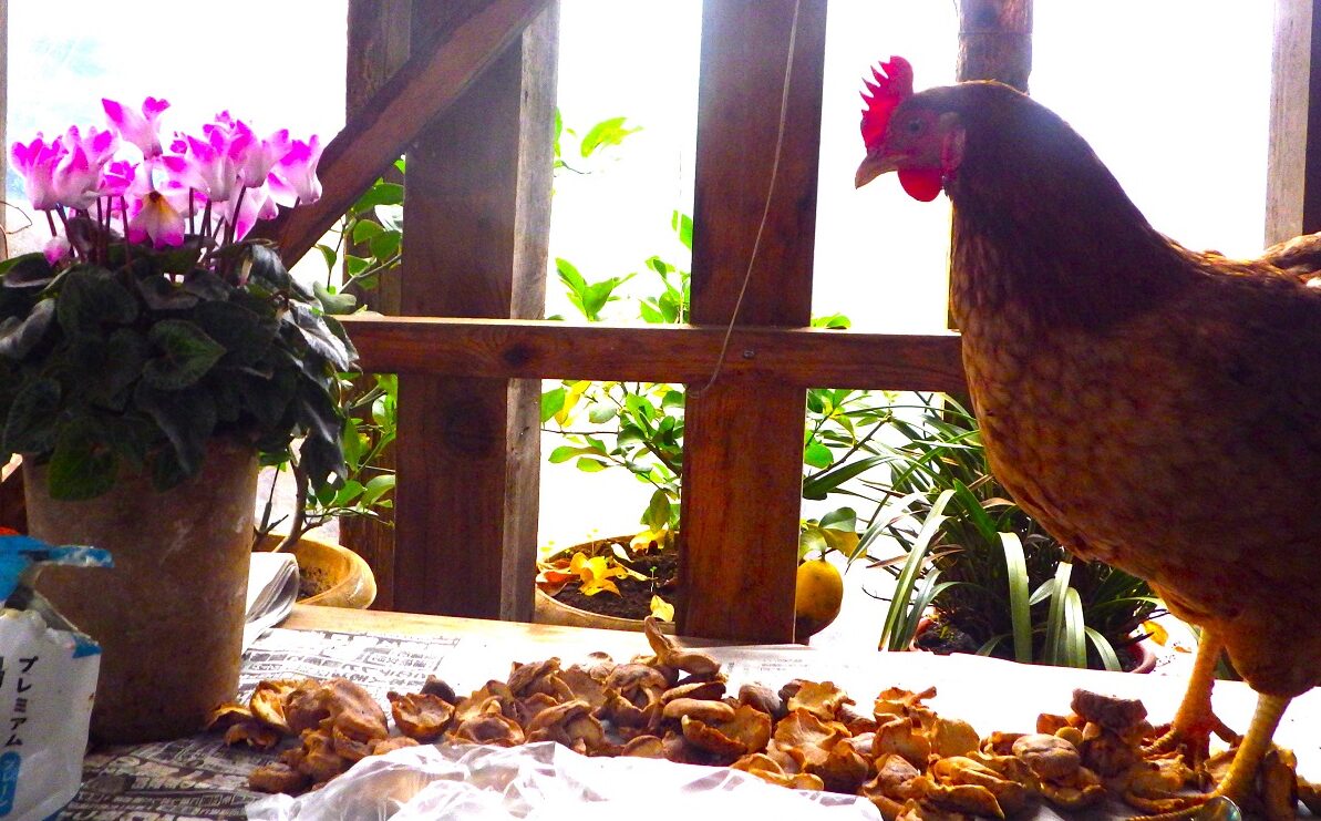 毎朝の屋上庭園での朝食。その味をすっかり覚えたニワトリがいる。僕からパンがもらえるだけでなく、他のニワトリが知らない秘密の場所を自分はこしらえた・・・あるらしい。