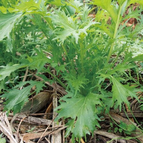 小さな畑で多品種、多収量！自然菜園でプチ自給 ／冬のミズナは鍋にぴったり！間引きながら早めに収穫するのがコツ【第8回】