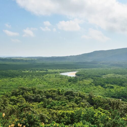 沖縄県の西表島は面積の約90％がジャングルに覆われている。仲間川流域にはマングローブ林が広がる（©OCVB）