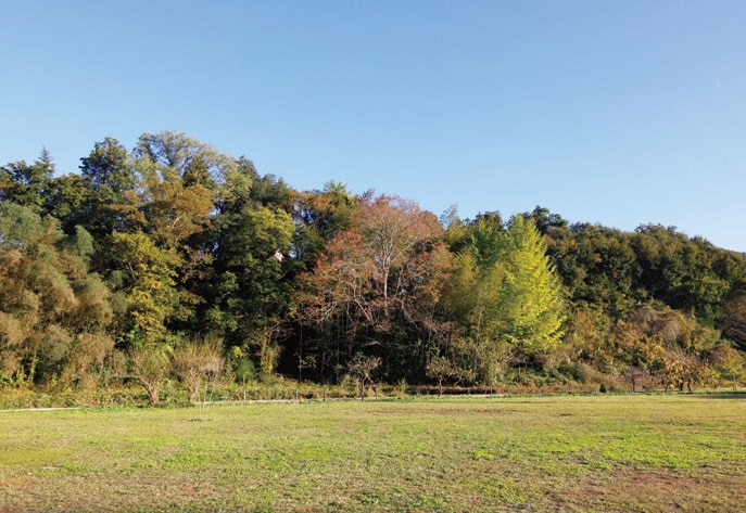 山の緑に囲まれた気分のよいキャンプサイト。区画分けして貸すことも可能な広さだが1日1組限定がこだわり。「友達とグルキャンを楽しんでほしいです」／埼玉県秩父市