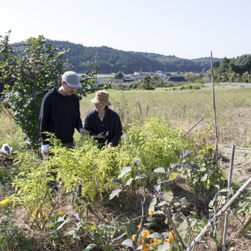 見晴らしのよい丘の中腹にある家庭菜園。ピーマンは秋の終わりまで収穫（栃木県益子町）