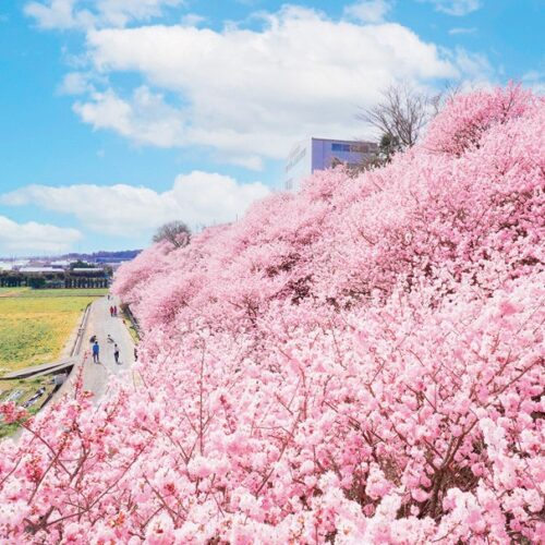 神奈川県南足柄市の怒田丘陵には、3月中旬に咲く早咲きの桜「春めき桜」が約120本植えられている