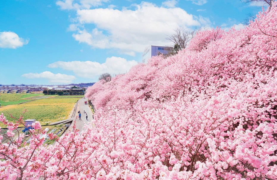 神奈川県南足柄市の怒田丘陵には、3月中旬に咲く早咲きの桜「春めき桜」が約120本植えられている