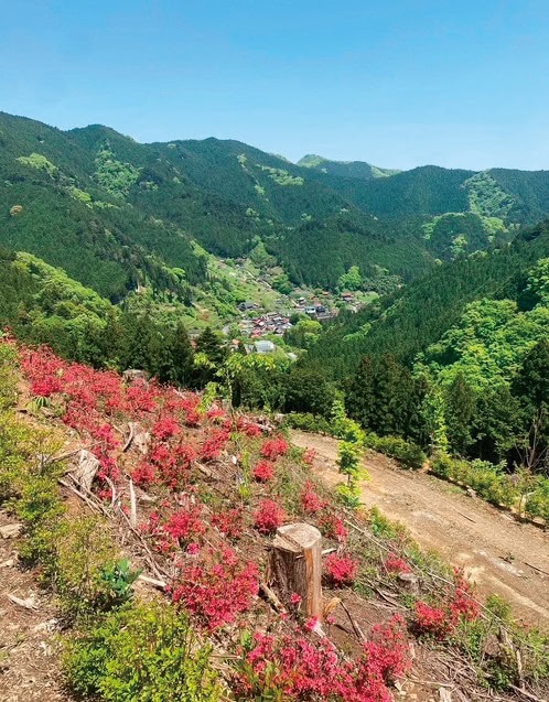 東京都檜原村の「人里もみじの里」の活動で植えられたモミジ