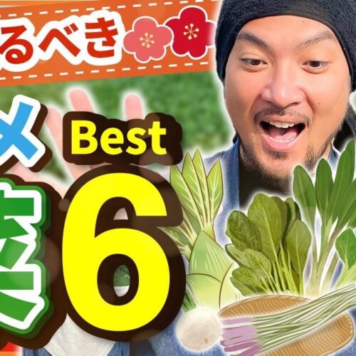 寒さの続く冬の家庭菜園計画！ 1月に植えるべき野菜BEST6を紹介！