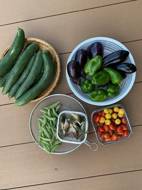 長野県の人気クラインガルテンで収穫した夏野菜