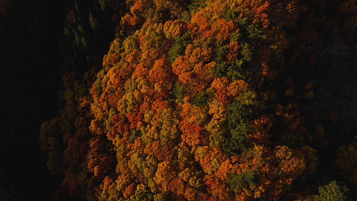 おすすめスポット（至る所にある紅葉）