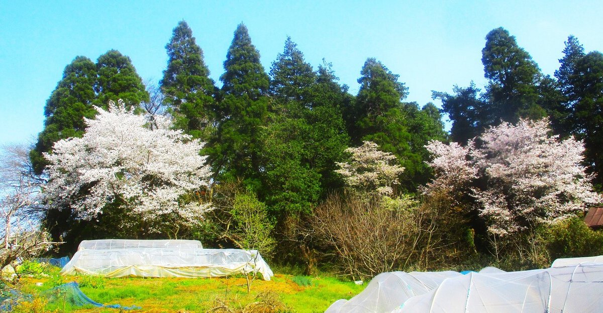 花の命は短い。散り際がいさぎよいとの声も世間にはあるが、桜自身はそれをどう感じているだろうか。